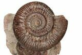 Two Toarcian Ammonite (Hammatoceras) Fossils - France #191715-3